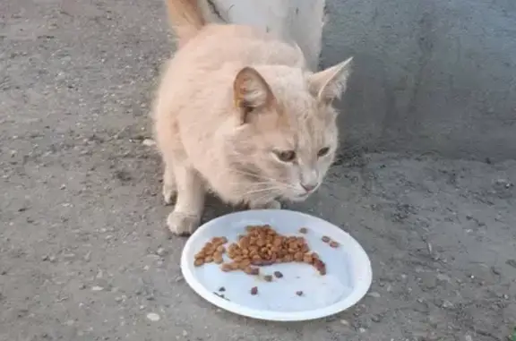 Потерянная кошка на Ул. Гагарина, 18 в Ярославле