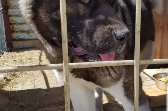 Собака Американская Акита с клеймом TRC2500 найдена в Пензе, район Монтажный.