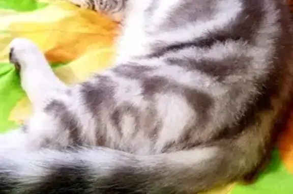 Кошки потеряшки, Москва, фото: Потеряшка кошка Сема на Касаткина 21