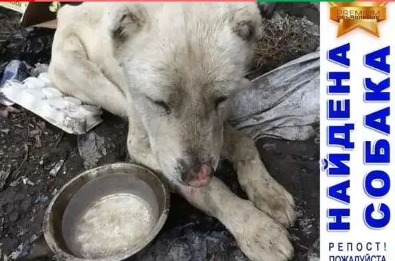 Найдена породистая собака в Ростове-на-Дону, нужна помощь!