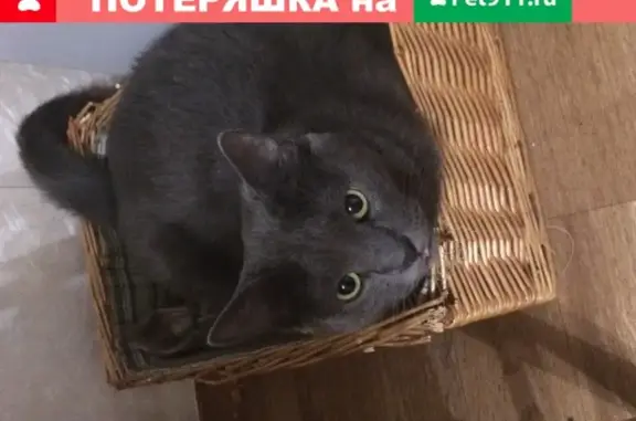 Кошки потеряшки, Москва, фото: Потеряшка кошка Смоки, ул. Яблочкова 28к1, Москва