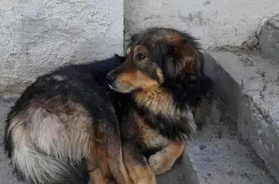 Найдена собака возле Трофимовского моста в Саратове