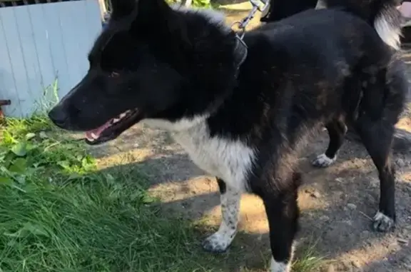 Объявления о пропавших и найденных животных, Сургут, фото: Пропал пёс Ярый в районе Взлётного проезда!