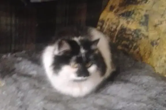 Пропала кошка в Городских Садах, Железногорск