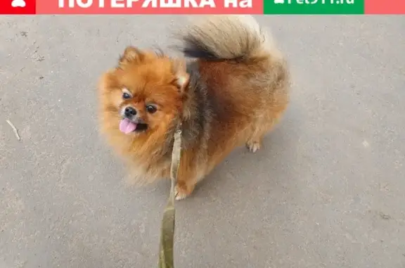 Пропала собака Забава в Рыбинске, вознаграждение!
