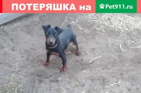 Пропала собака в Шенкурске, нужна помощь!