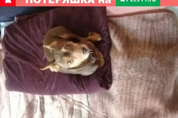 Найдена собака на улице Рябикова, 68а