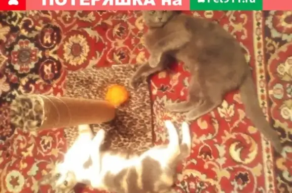 Пропал кот в Ленинске, район ПМК-40