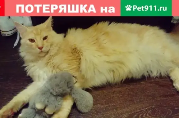 Пропала кошка Фогги на улице Плеханова.