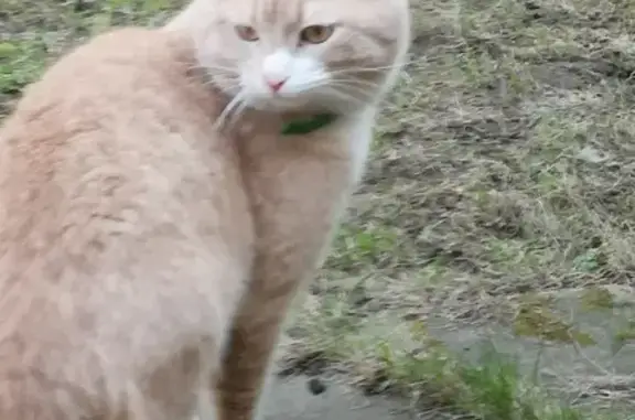 Кошка в зелёном ошейнике бродит по Садовой, Красногорск