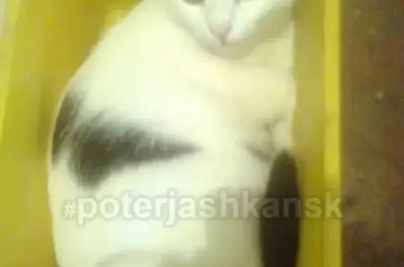 Кошки потеряшки, Новосибирск, фото: Потеряшка белая кошка на ул. Костычева 44/1 #lostpet #Новосибирск