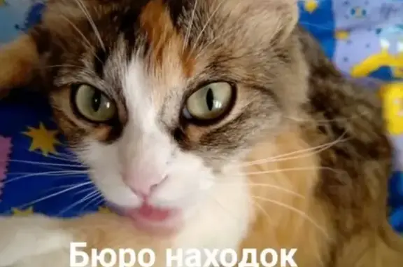 Пропала кошка на улице Первомайской, помогите найти!