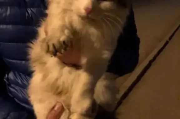 Найден котенок на Гусарова 9 в Перми