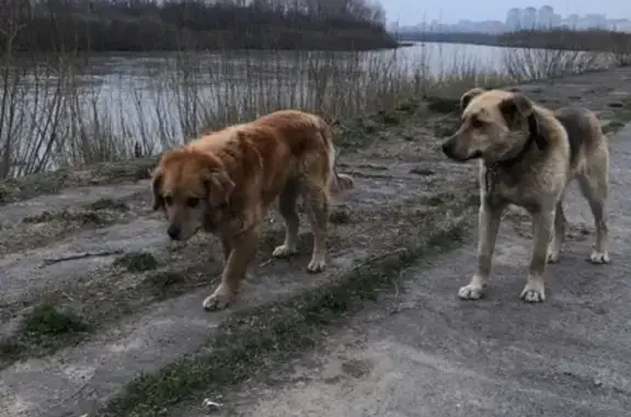 Найдена собака на набережной в Кемерово