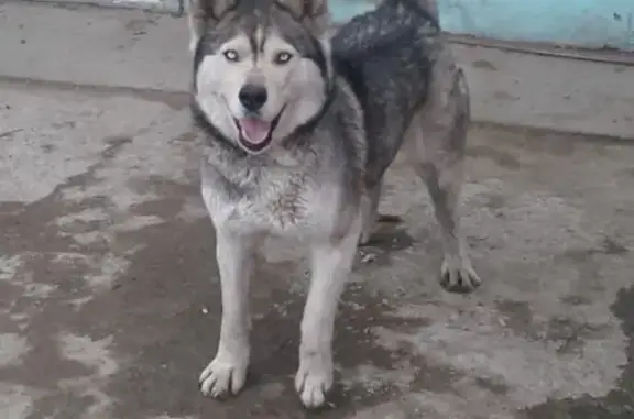 Собака найдена в районе Новой Березки на Сахалинской