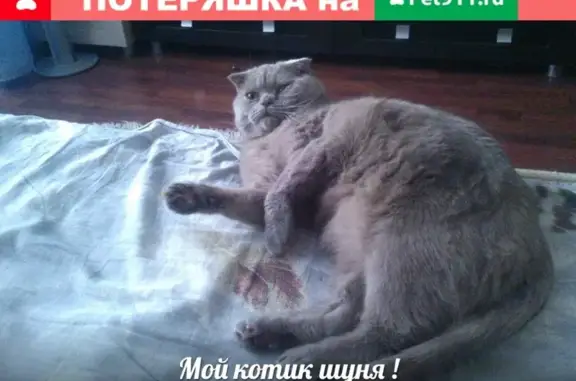 Потерянные животные Ярославль, фото: Пропал кот в Заволжском районе, помогите найти!