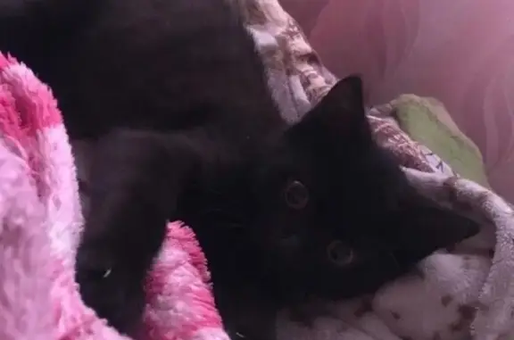 Объявления о пропавших и найденных животных, Иваново, фото: Пропал кот 