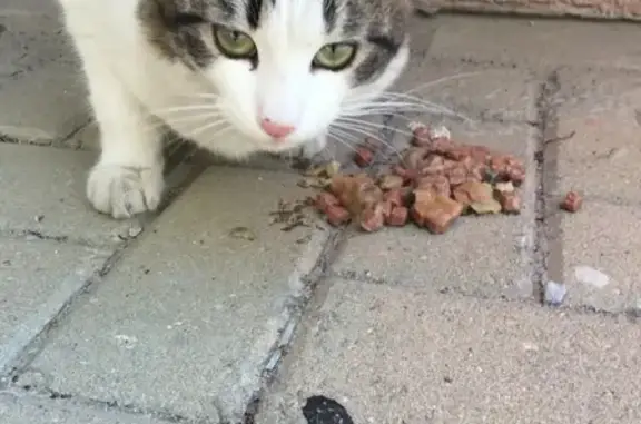 Найден кот в Ставрополе, ищет дом