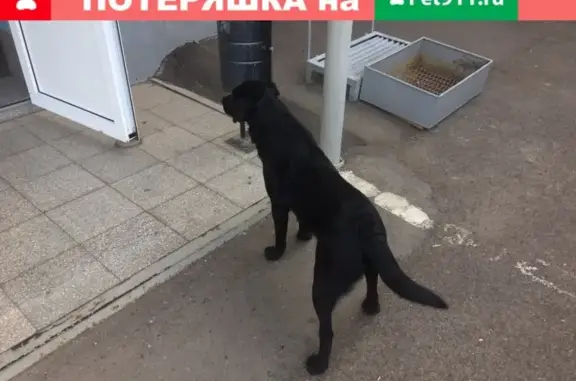 Найдена собака в Оренбурге, ищем хозяина.
