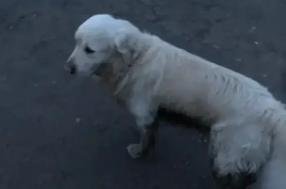 Пропала собака в Мончегорске, Мурманская область
