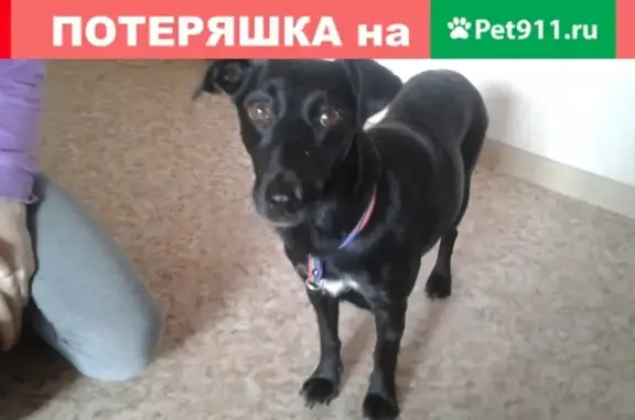 Найдена собака в районе ЖМ Олимпийский, Воронеж.