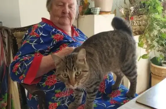 Кошки потеряшки, Лисий Нос, фото: Потеряшка кот на Высокой улице: КсюН, 11 мес, стерилизованный, отзывается на имя. Тел. Ирина. Александр.