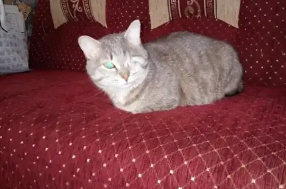 Пропал кот на ул. Свердлова 15, кличка Капитан, серый окрас