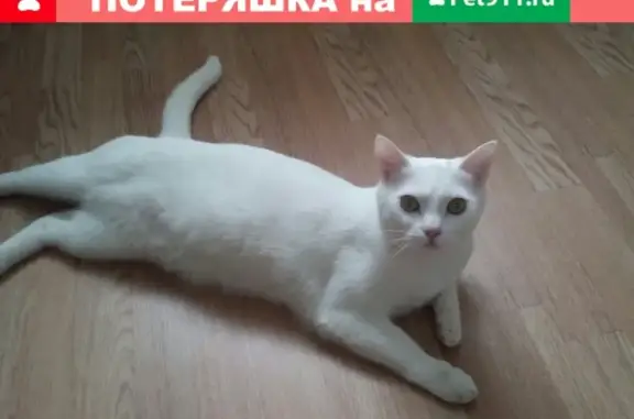 Пропал кот в центре Воткинска, Удмуртская Республика.