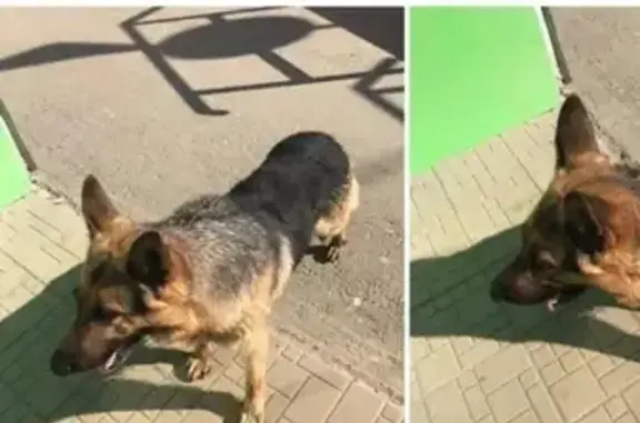 Пропала собака Барон в Лакинске, Владимирская область