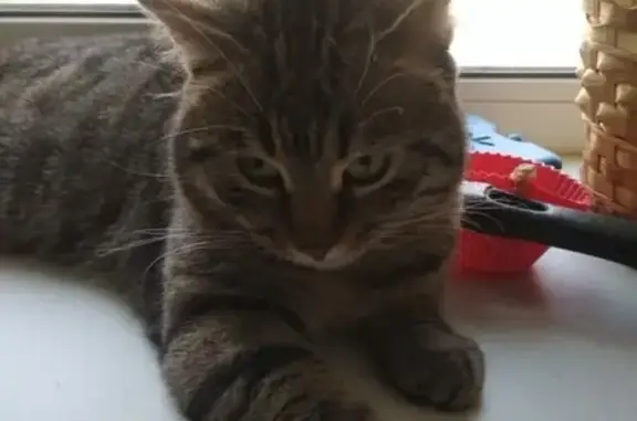 Найден кот с поврежденной лапой в СПб, Кировский район