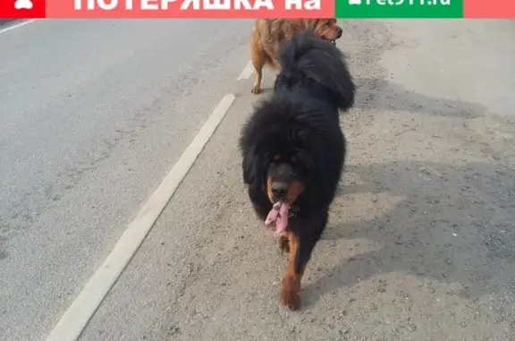 Найдена собака в пос. Знамя Октября, Москва