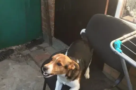Пропала собака Майло в Батайске!