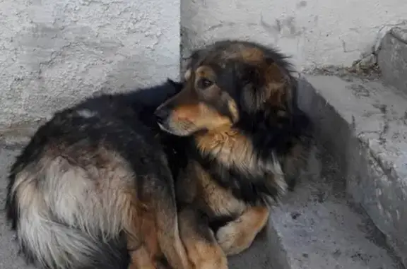 Найдена потеряшка-собака возле Трофимовского моста, Саратов.