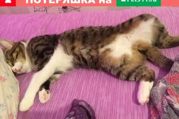 Пропал кот «Солнышко» в Добрянке, Пермский край