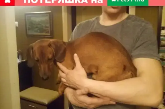Найдена собака без ошейника в Старом Осколе