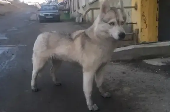 Найдена собака в Мурманске без сопровождения