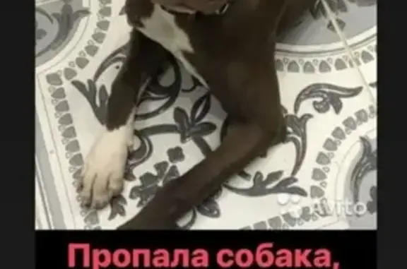 Пропала собака Кайли, Казань, вознаграждение!