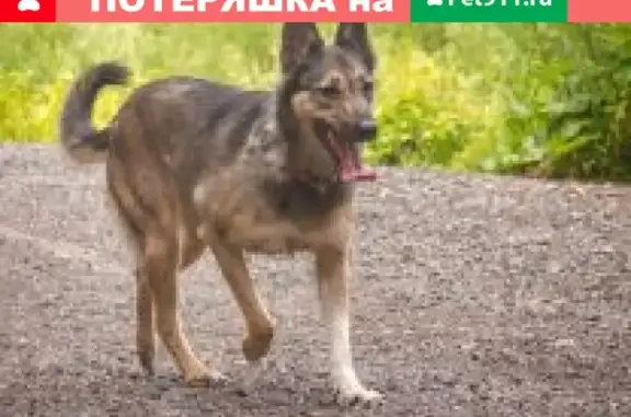 Найдена собака в Мурманске, срочно нужен владелец!