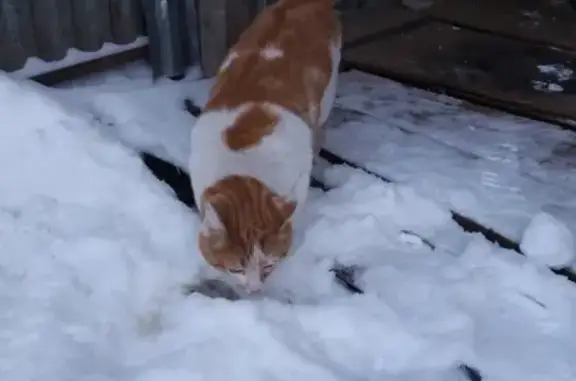 Кошки потеряшки, Калуга, фото: Потеряшка кошка в Галкино, Калуга #потеряшки_калуга