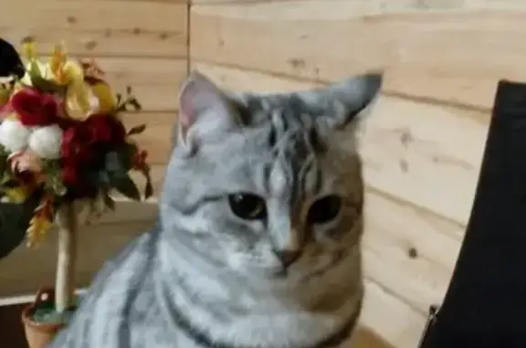 Пропала кошка на Боршодской-Зеленой, вознаграждение