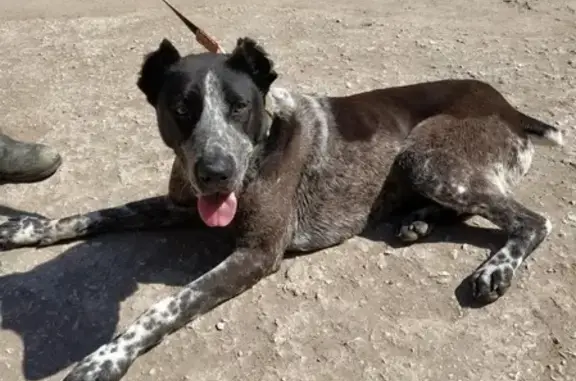 Найдена собака в Керчи, район магазина Гурман