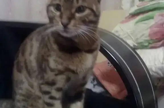 Объявления о пропавших и найденных животных, Иваново, фото: Пропала кошка Лепа в районе Сортировка, Иваново