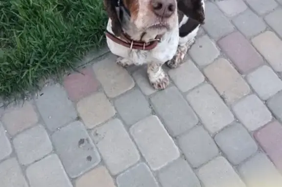 Найден пес в Новороссийске, ищет хозяина.