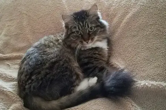 Объявления о пропавших и найденных животных, Тюмень, фото: Пропала кошка на ул. Щербакова 106, Тюмень