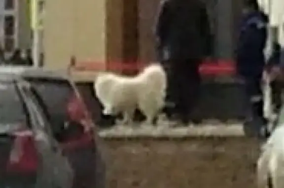 Собака найдена возле Ауры в Сургуте!