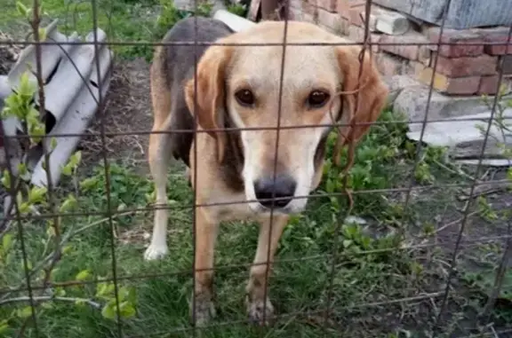 Найдена собака в Солнцево, ищет хозяина