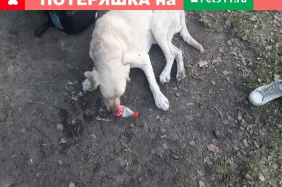 Найдена собака в Дзержинском, МО.