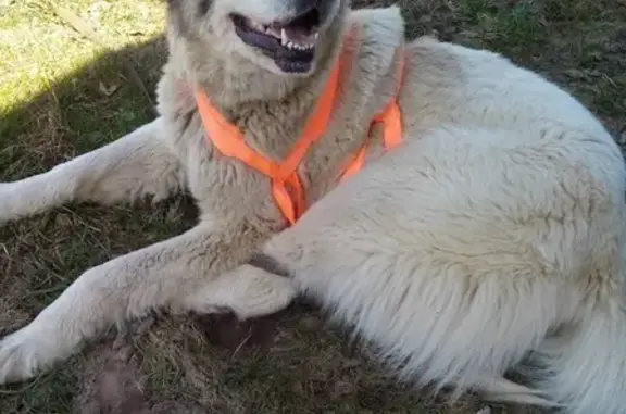 Найдена собака в Гаврилов-Ямском районе, ищем хозяев