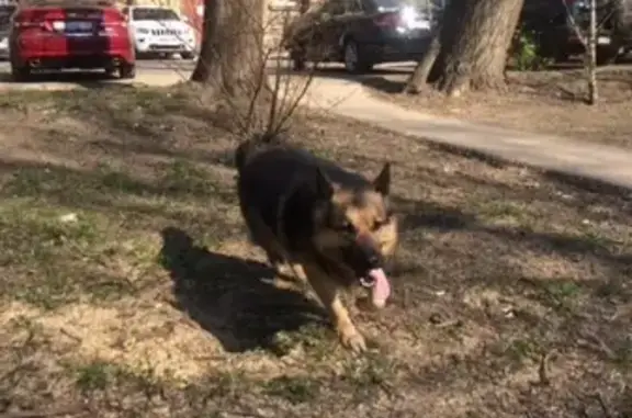 Найдена собака на улице Стахановцев в СПб