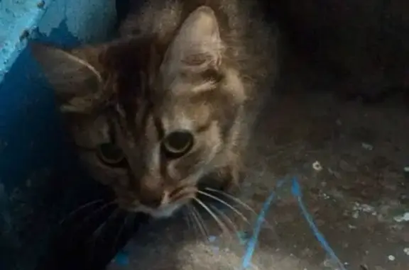 Кошка найдена на Олимпийской, 12 в Тюмени
